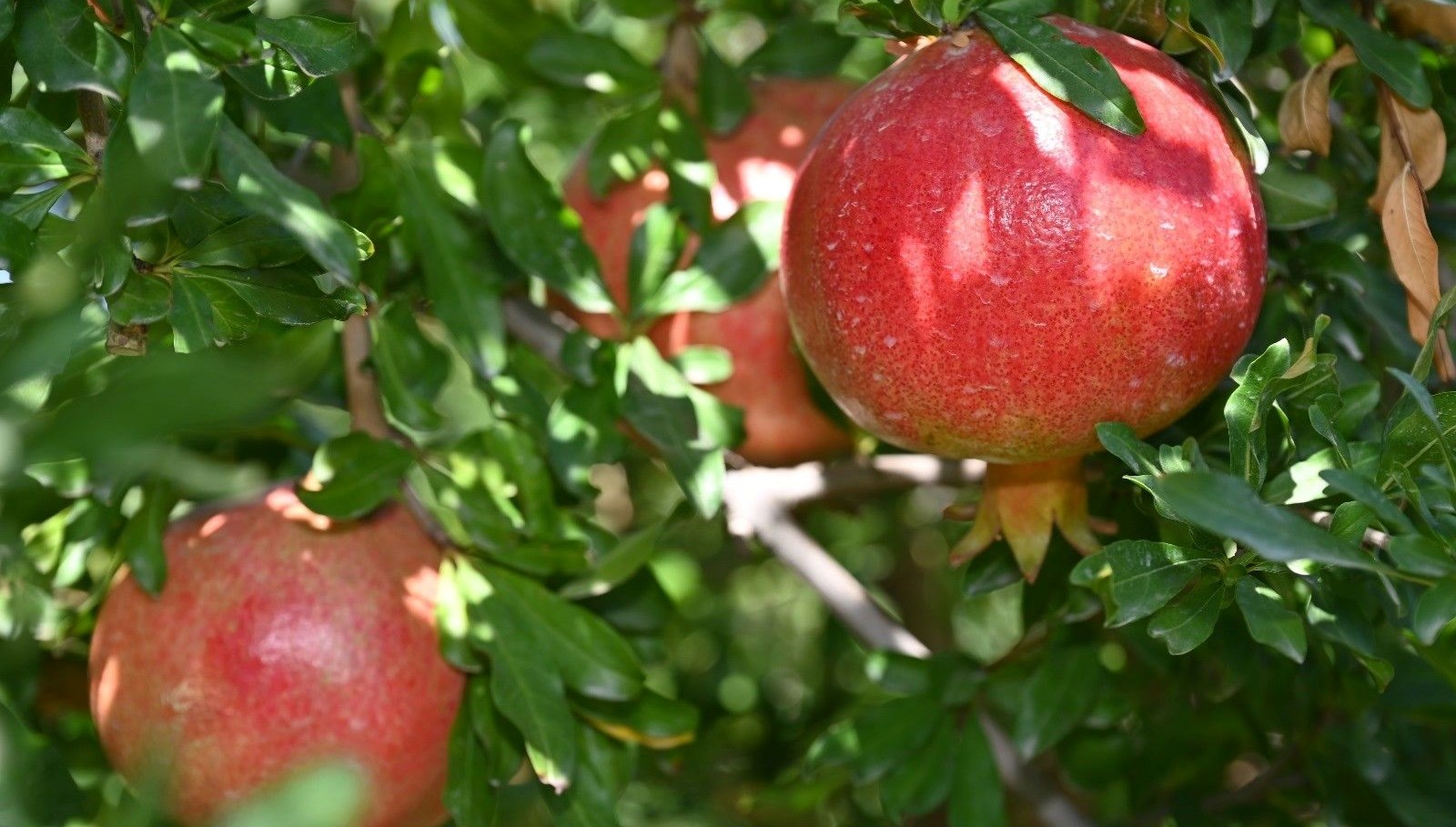 denizlide nar hasadi basladi W4aQVvSc