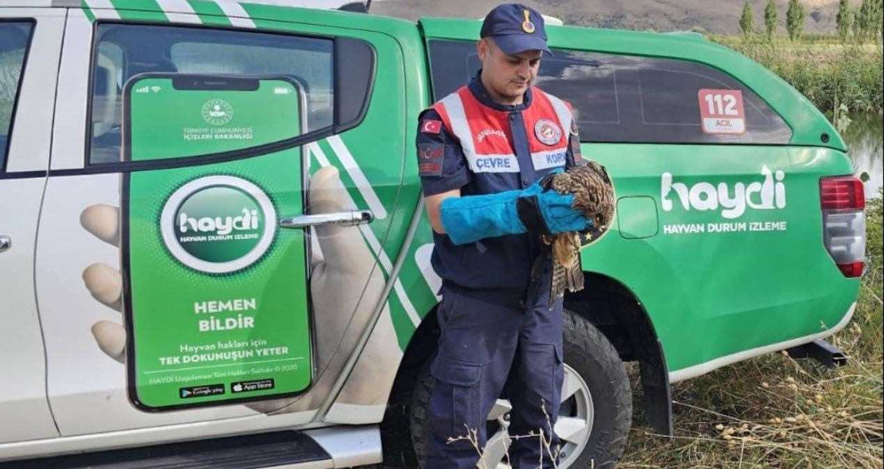 musta yarali kartal tedavi altina alindi IXdePkLr