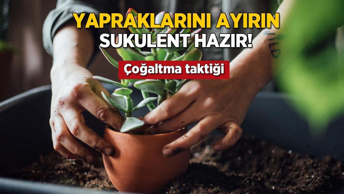 yapraklarini ayirin sukulent cogalsin en kolay yontem buymus lp8DcC4F.jpg